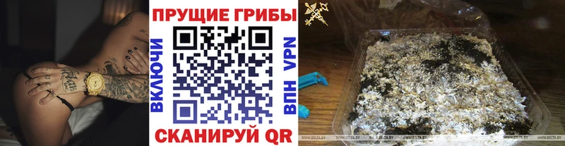 купить   Канаш  Галлюциногенные грибы мицелий 